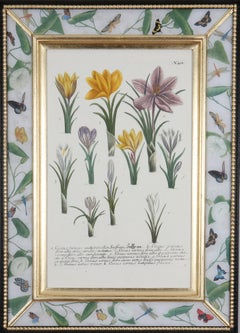 Johann Weinmann: c18th Botanical Engravings in Decalcomania Frames