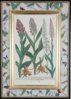 Antique Johann Weinmann: c18th Botanical Engravings in Decalcomania Frames