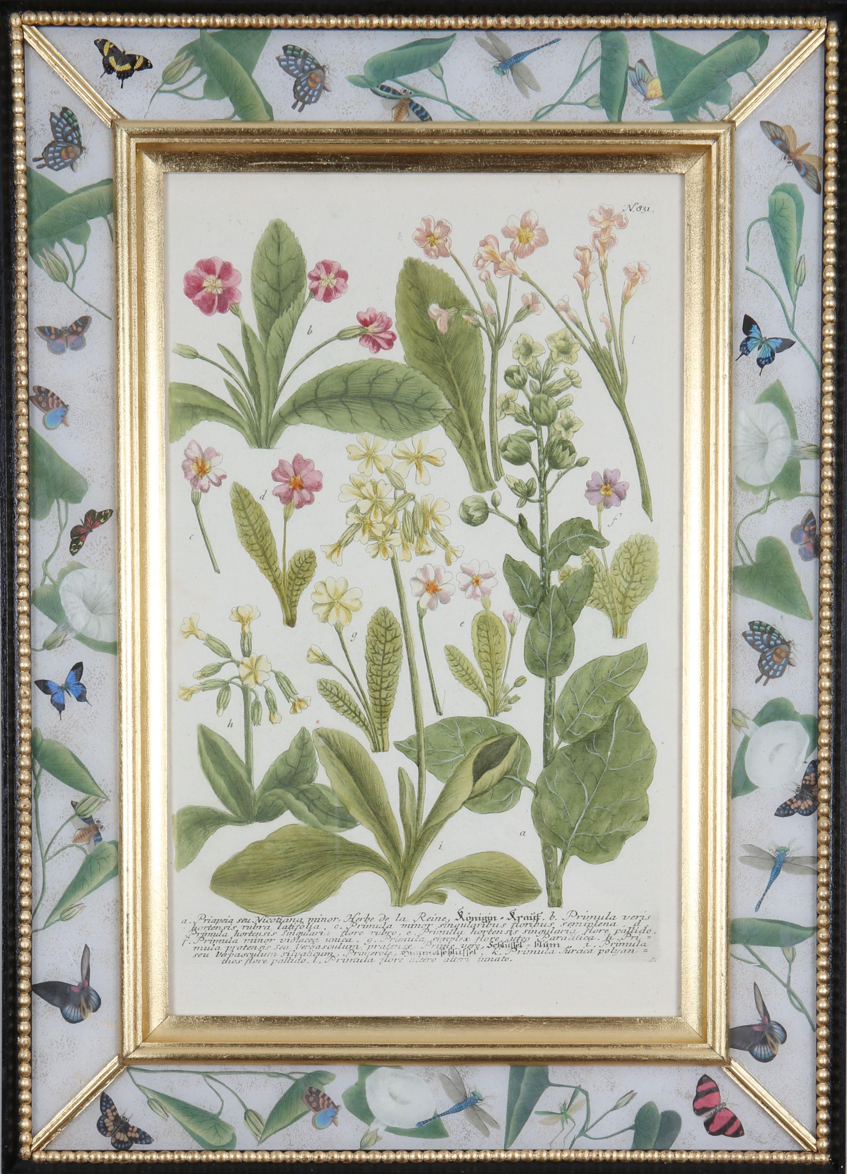 Une merveilleuse sélection de  gravures mezzotintes coloriées à la main tirées de : "Phytanthoza Iconographia",  c1739, présentés dans des cadres artisanaux en or jaune, ébène et décalcomanie. 

Johann Weinmann (1683-1741), pharmacien et apothicaire