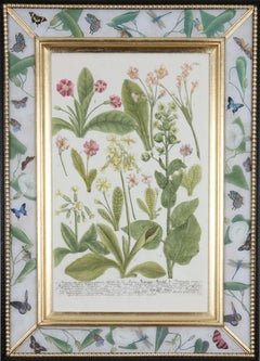 Antique Johann Weinmann: c18th Botanical Engravings in Decalcomania Frames