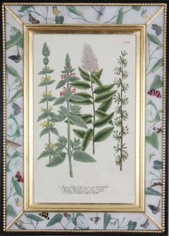 Johann Weinmann: c18th Botanical Engravings in Decalcomania Frames