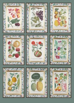 Johann Weinmann : gravure de fruits dans un cadre de Decalcomania, vers 18e.