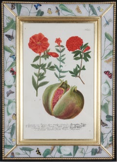 Johann Weinmann : gravure de fruits dans un cadre de Decalcomania, vers 18e.