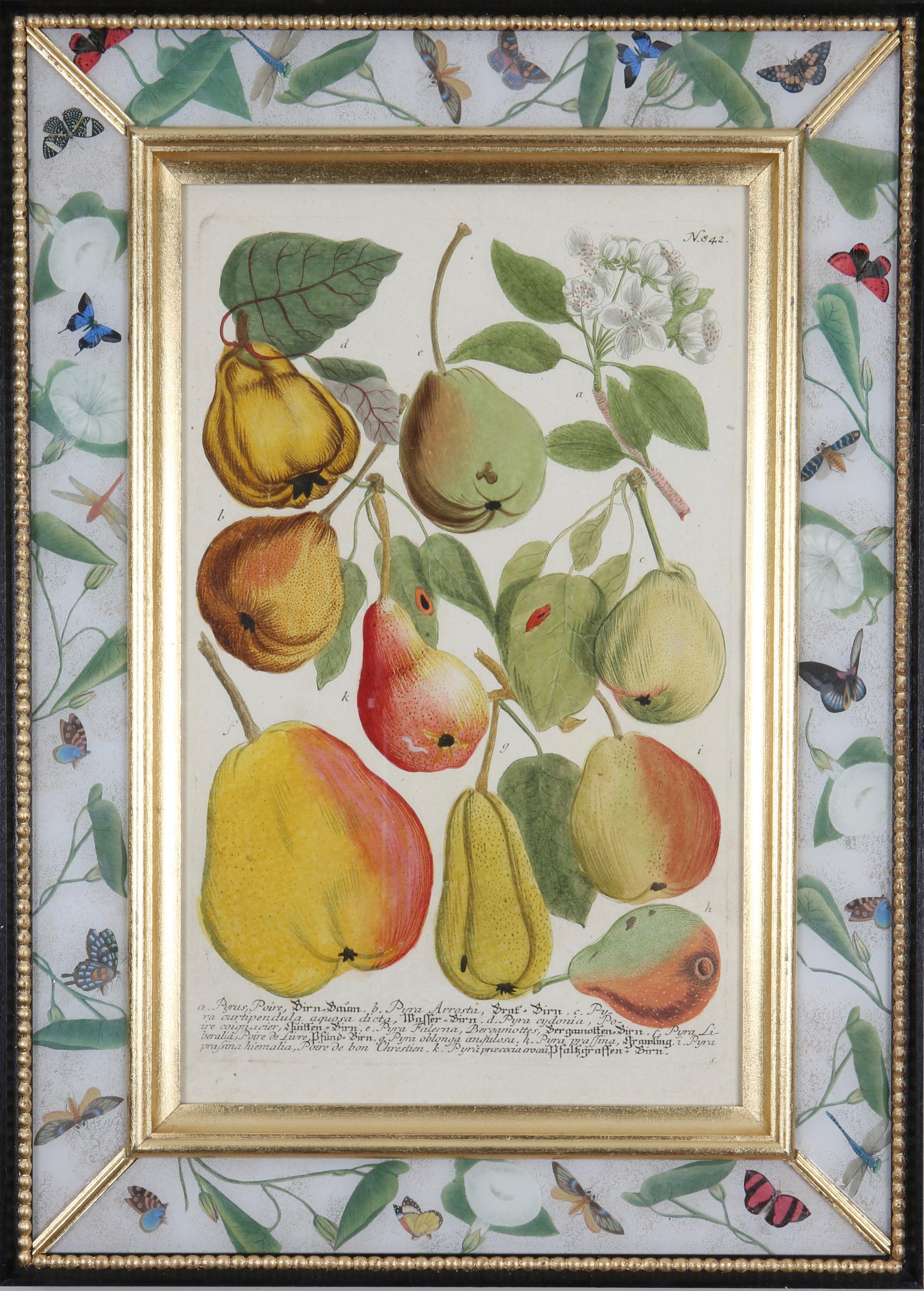 Johann Weinmann: 18. Gravur von Früchten in einem Decalcomania-Rahmen.
