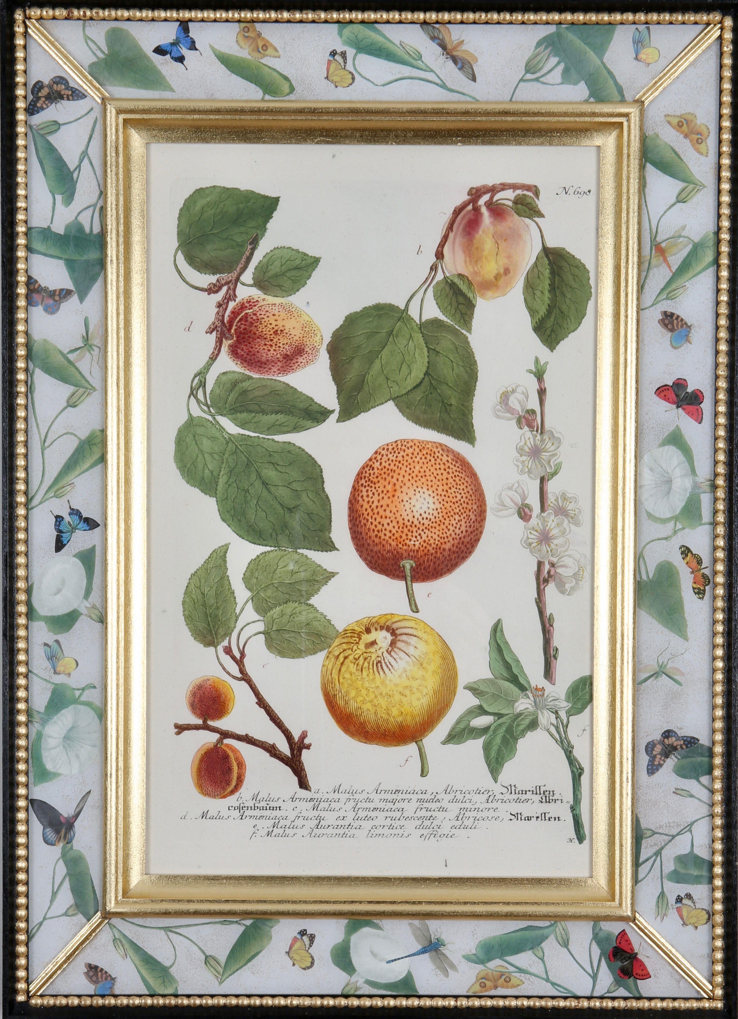 Johann Weinmann: c.XVIII Grabado de frutas en un marco decalcomanía.