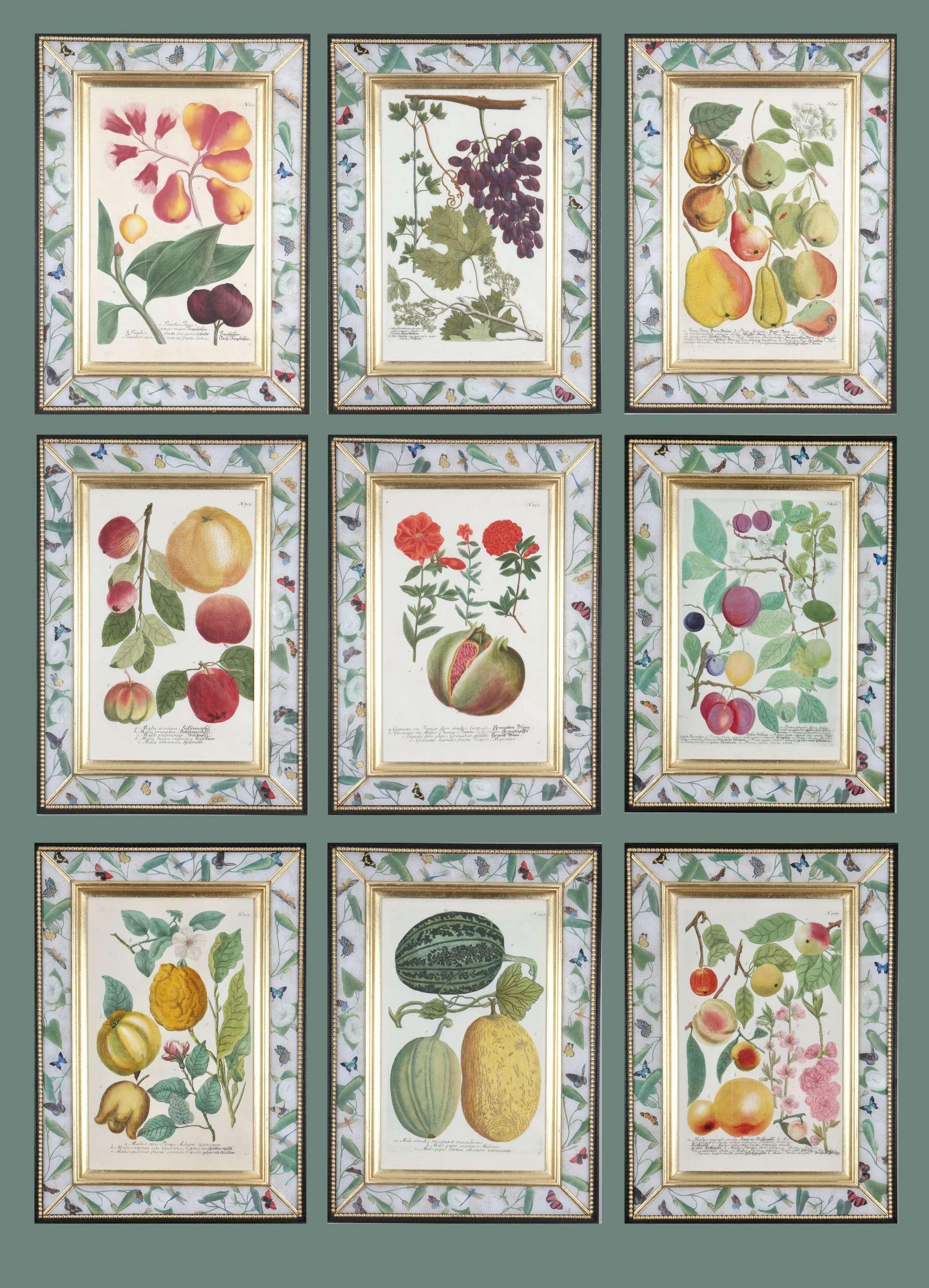 Johann Weinmann: 18. Gravur von Früchten in einem Decalcomania-Rahmen. im Angebot 1