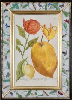 Johann Weinmann: c.18th Engraving of Fruit in a Decalcomania Frame.