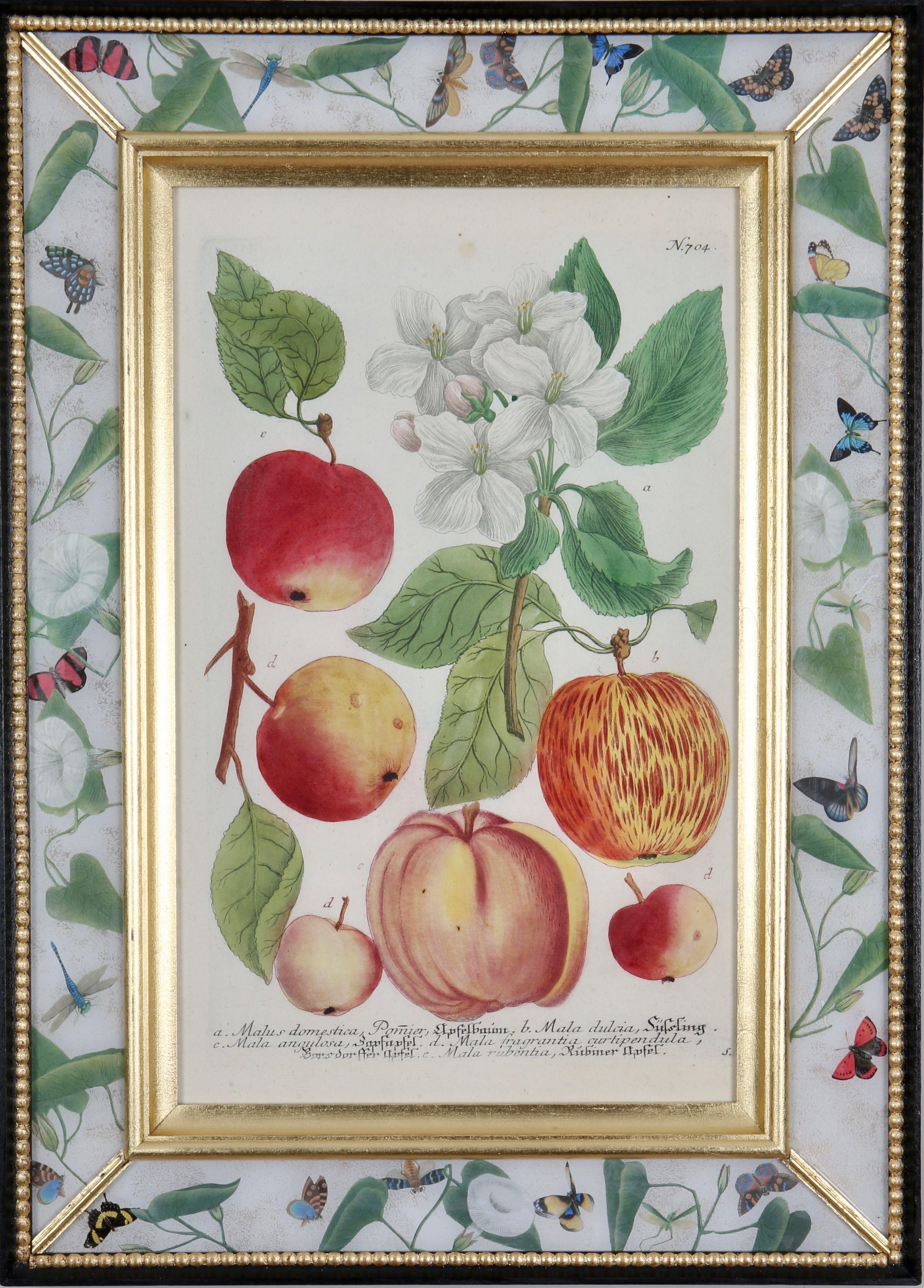 Hand-coloured mezzotint engravings from: ""Phytanthoza Iconographia"",  c1739, presented in hand-made parcel-gilt, ebonised and decalcomania frames.

Johann Weinmann (1683-1741), a German pharmacist and apothecary, was author and publisher of