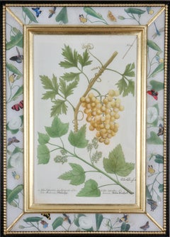 Antique Johann Weinmann: c.18th Engraving of Fruit in a Decalcomania Frame.