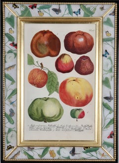 Johann Weinmann: c.18th Engraving of Fruit in a Decalcomania Frame.