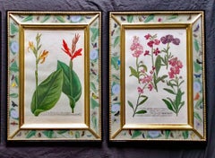 Johann Weinmann Set of 12 Botanical Engravings, circa 1740