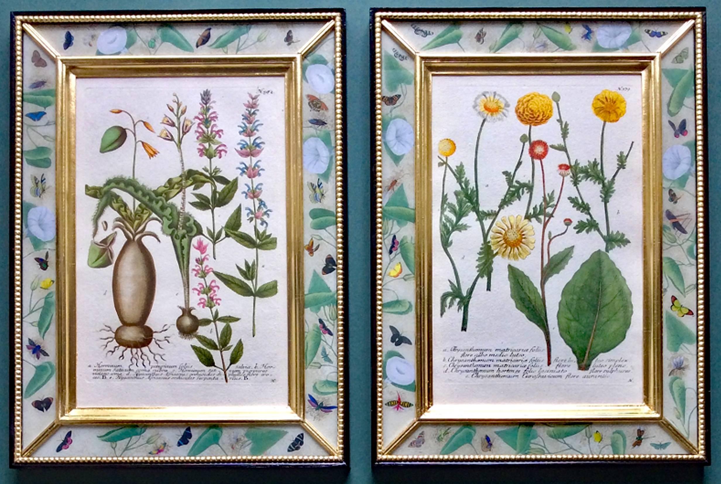 German Johann Weinmann Set of 12 Botanical Engravings, circa 1740