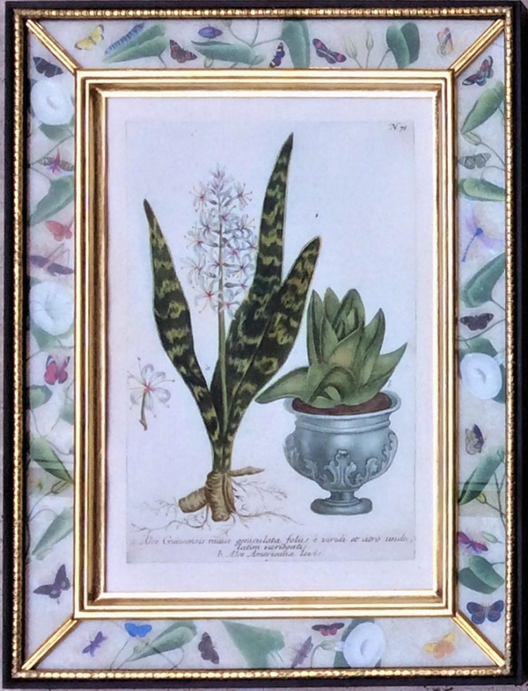 Johann Weinmann Set Of Six Botanical Prints With Plants In Pots Engraver Ehret For Sale At 1stdibs