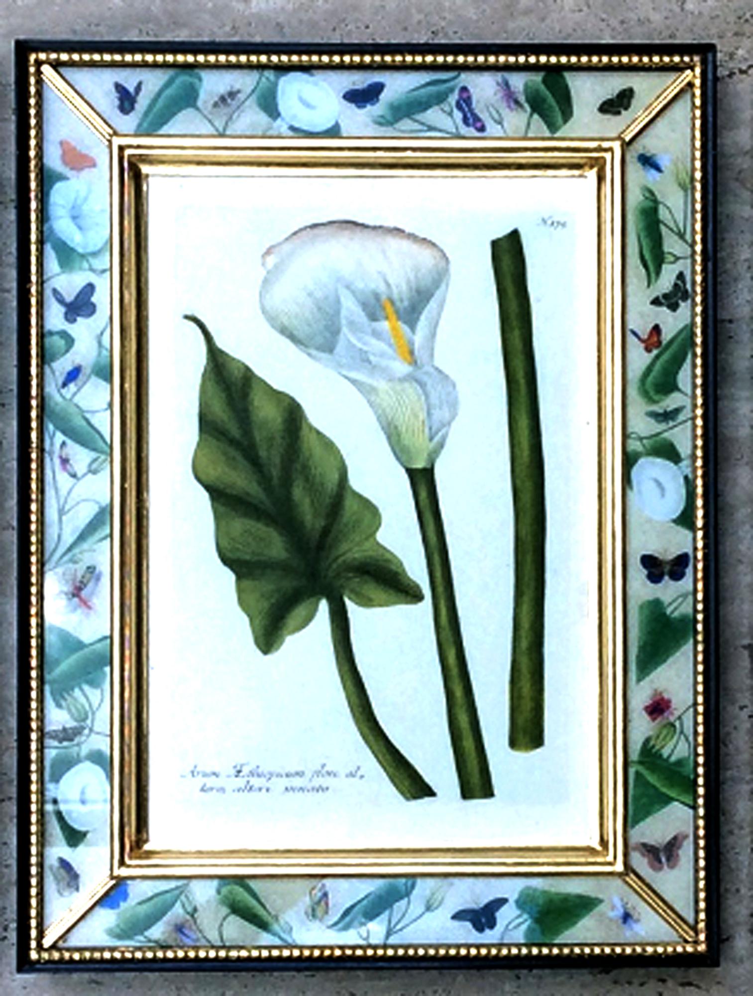 Johann Weinmann Satz von zwölf botanischen Stichen im Angebot 6
