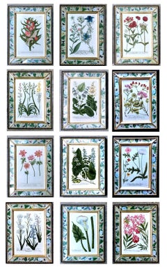 Set di dodici incisioni botaniche di Johann Weinmann