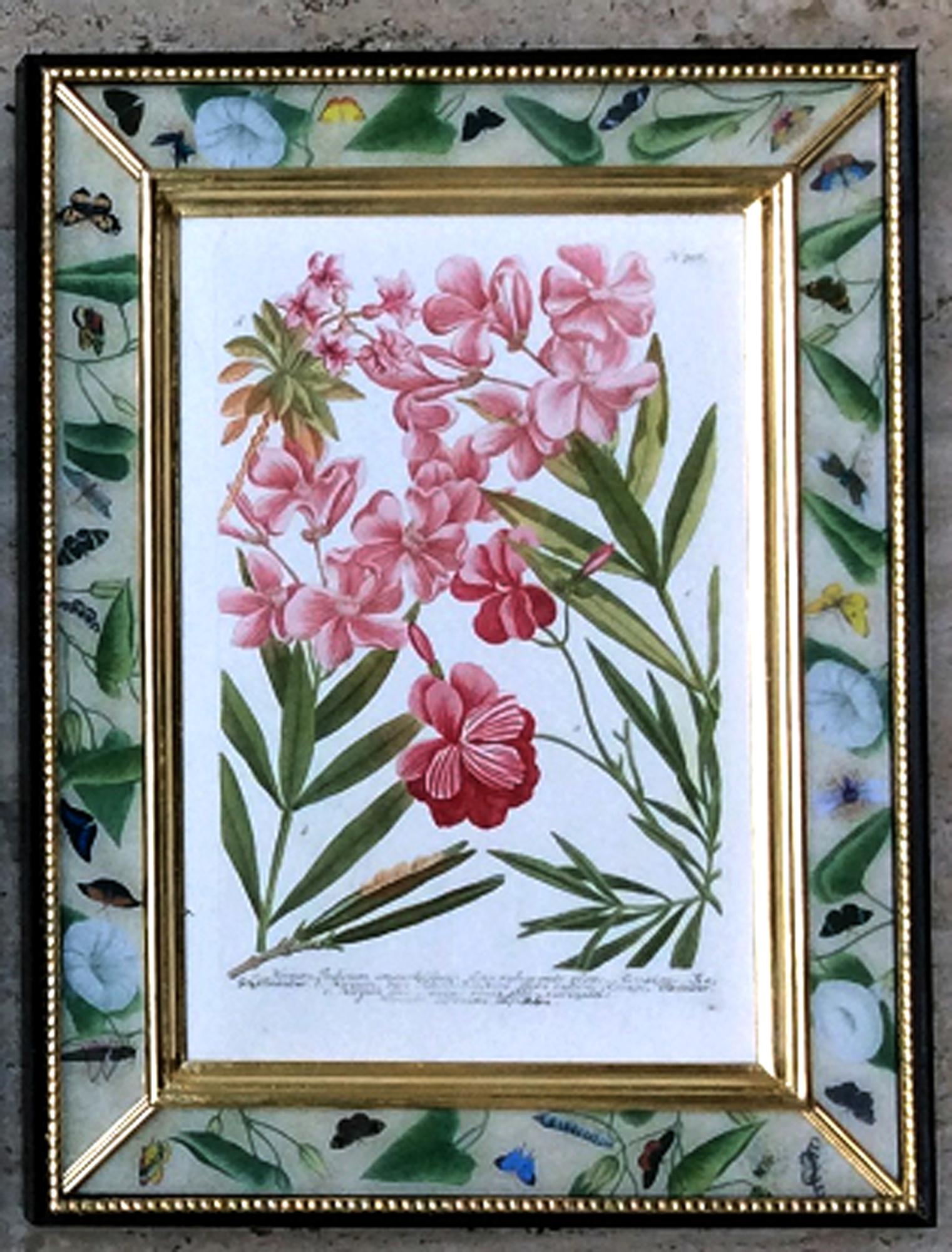 Johann Weinmann Satz von zwölf botanischen Stichen (Georgian) im Angebot