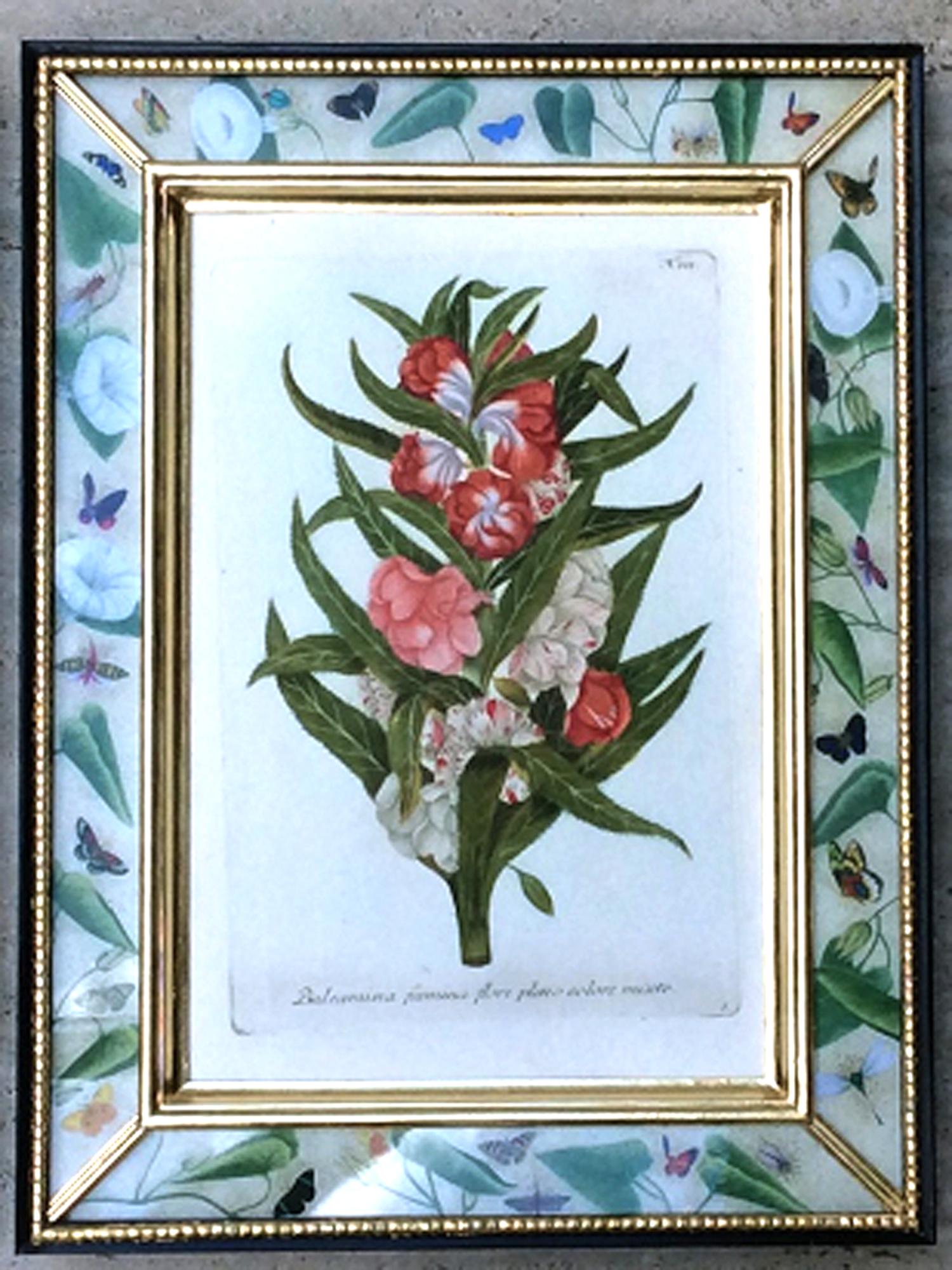 Johann Weinmann Satz von zwölf botanischen Stichen (Mitte des 18. Jahrhunderts) im Angebot