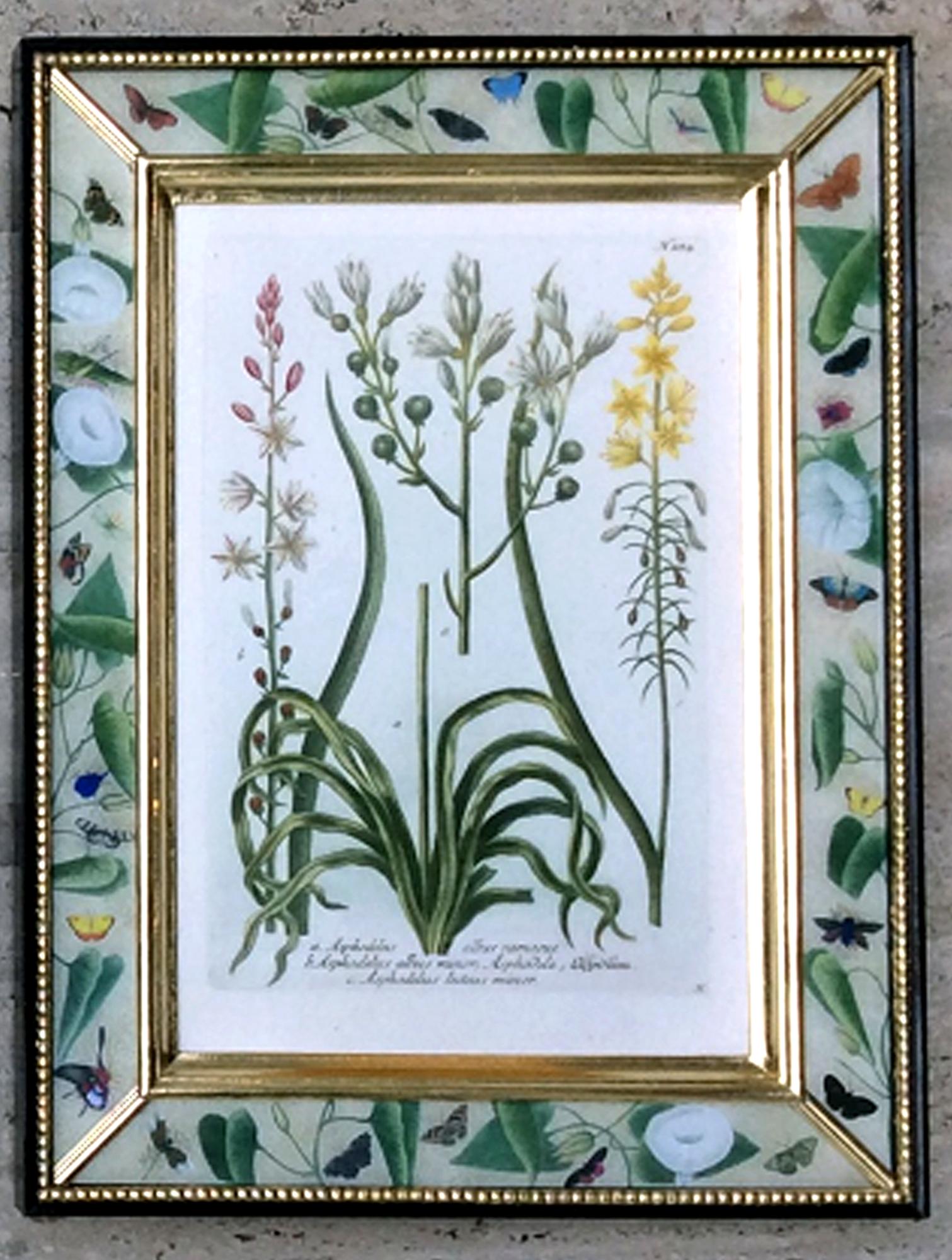 Johann Weinmann Satz von zwölf botanischen Stichen (Papier) im Angebot