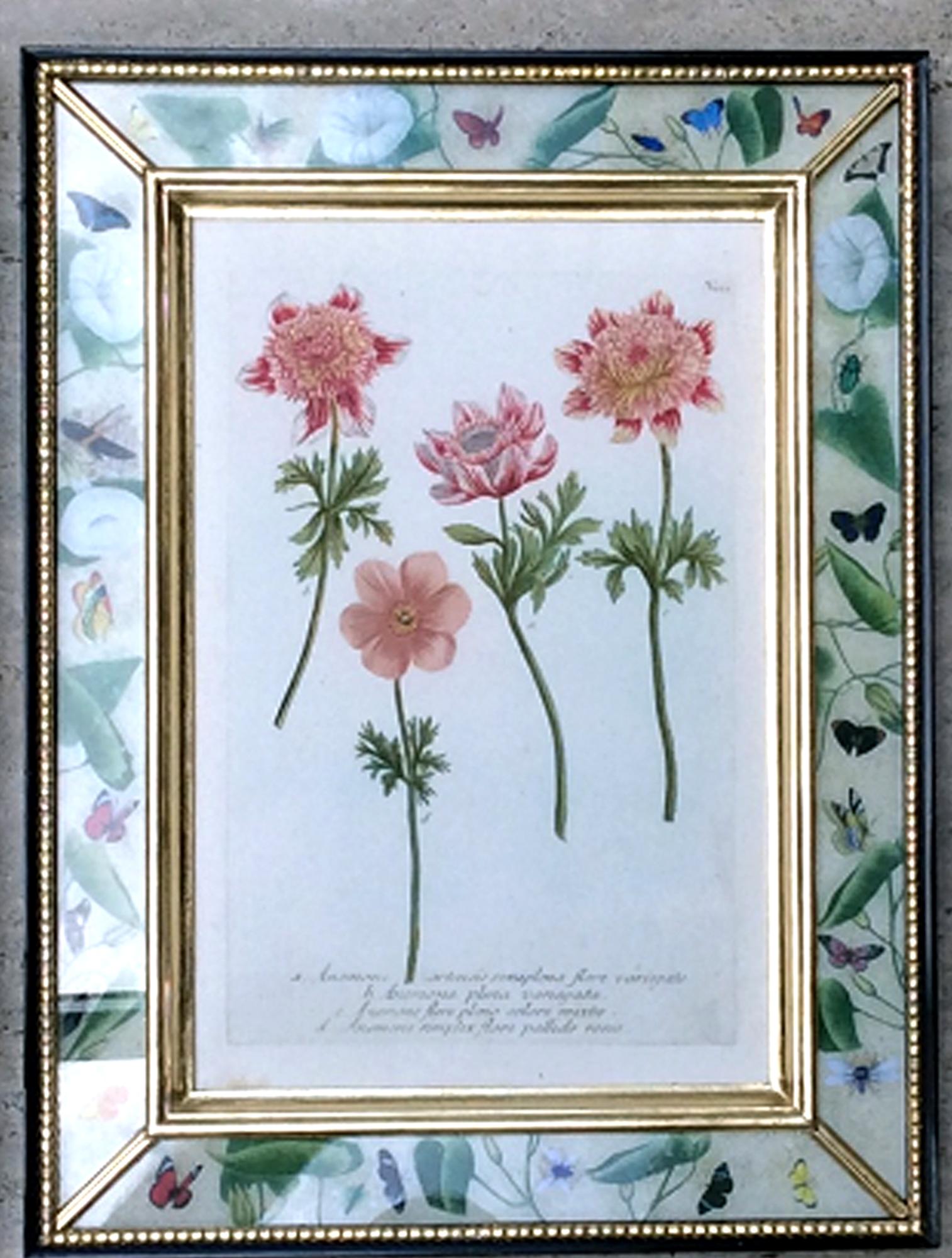 Johann Weinmann Satz von zwölf botanischen Stichen im Angebot 1