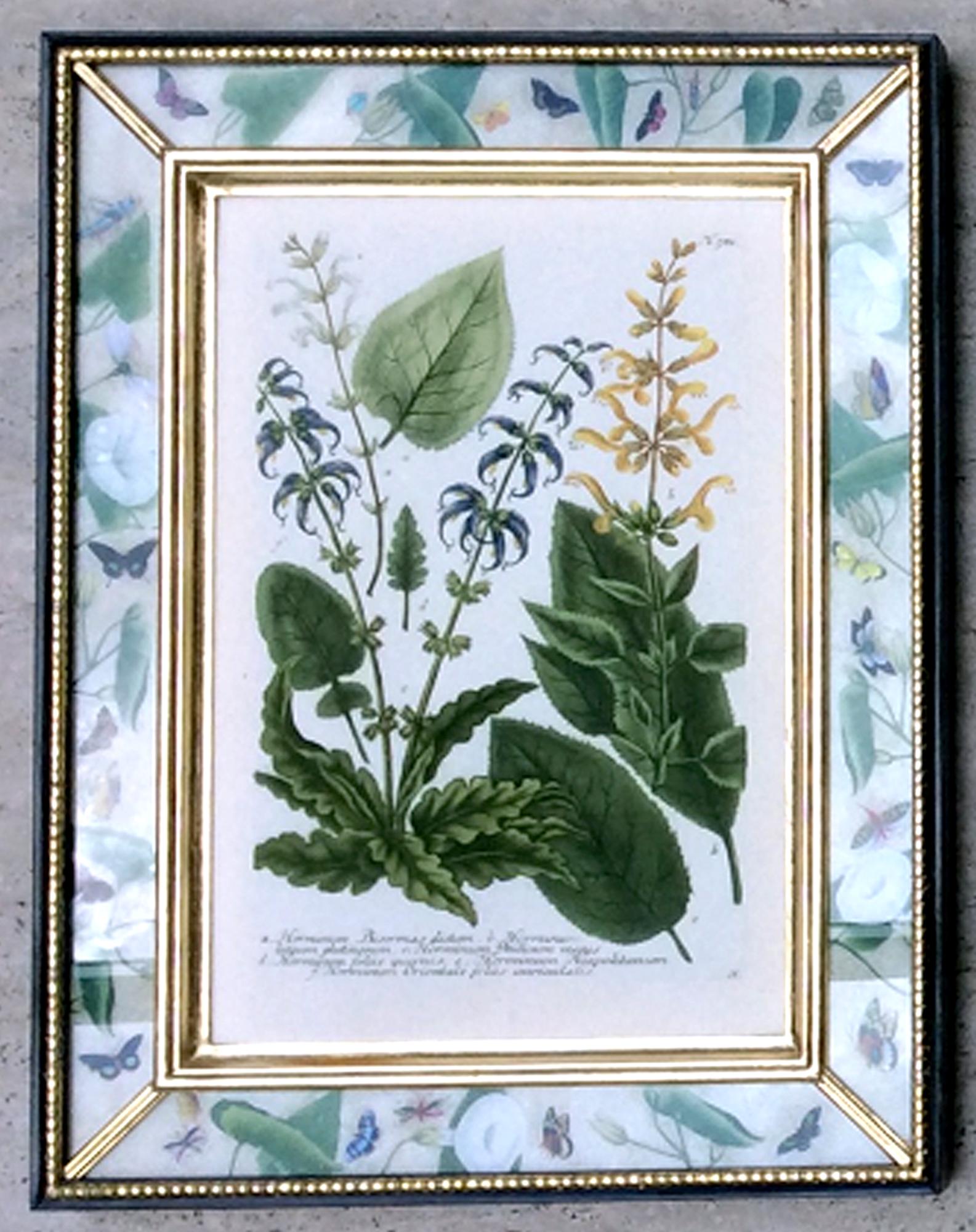 Johann Weinmann Satz von zwölf botanischen Stichen im Angebot 2
