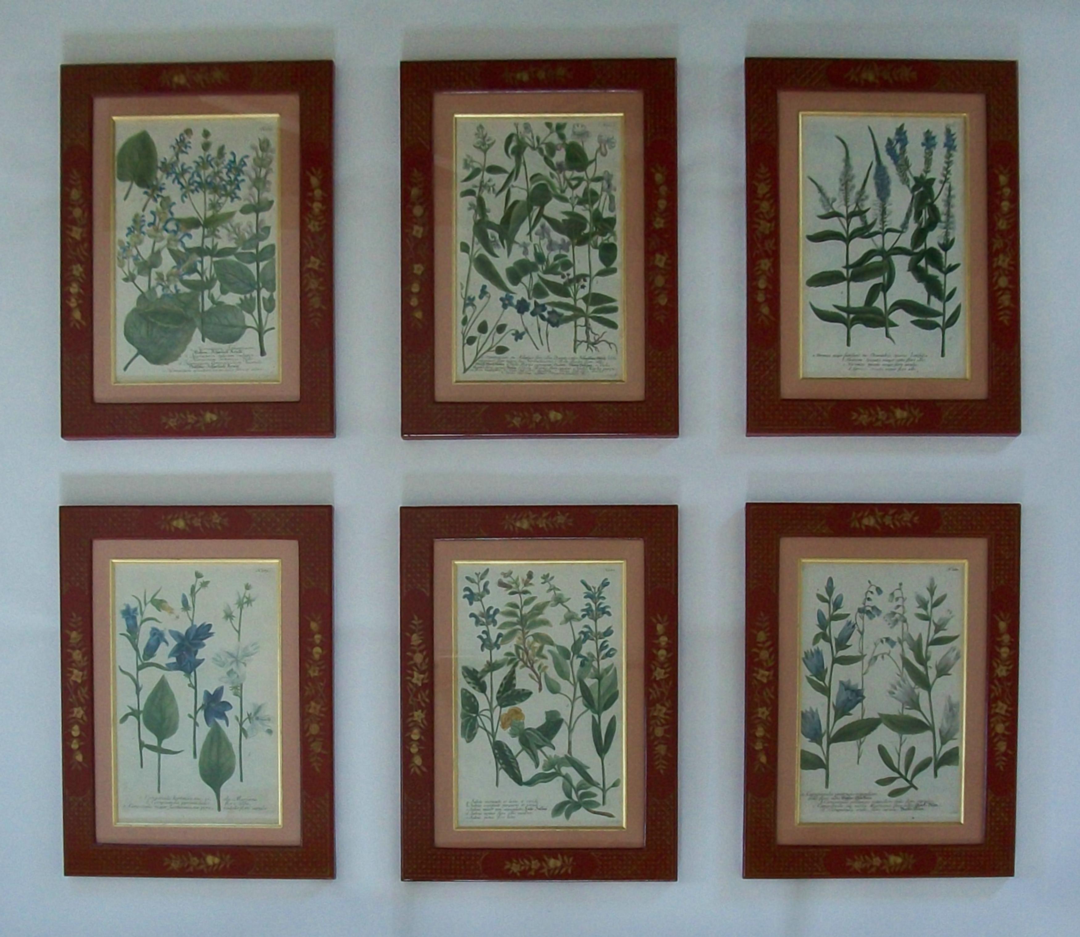 JOHANN WILHELM WEINMANN (1683-1741) - PHYTANTHOZA ICONOGRAPHIE - Antiker Satz von sechs gerahmten botanischen handkolorierten Schabkunststichen der Erstausgabe der PHYTANTHOZA ICONOGRAPHIE aus dem 18. Jahrhundert auf handgeschöpftem Papier - jeder