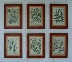 JOHANN WEINMANN - Seis grabados botánicos coloreados a mano - Alemania - C. 1737-1745