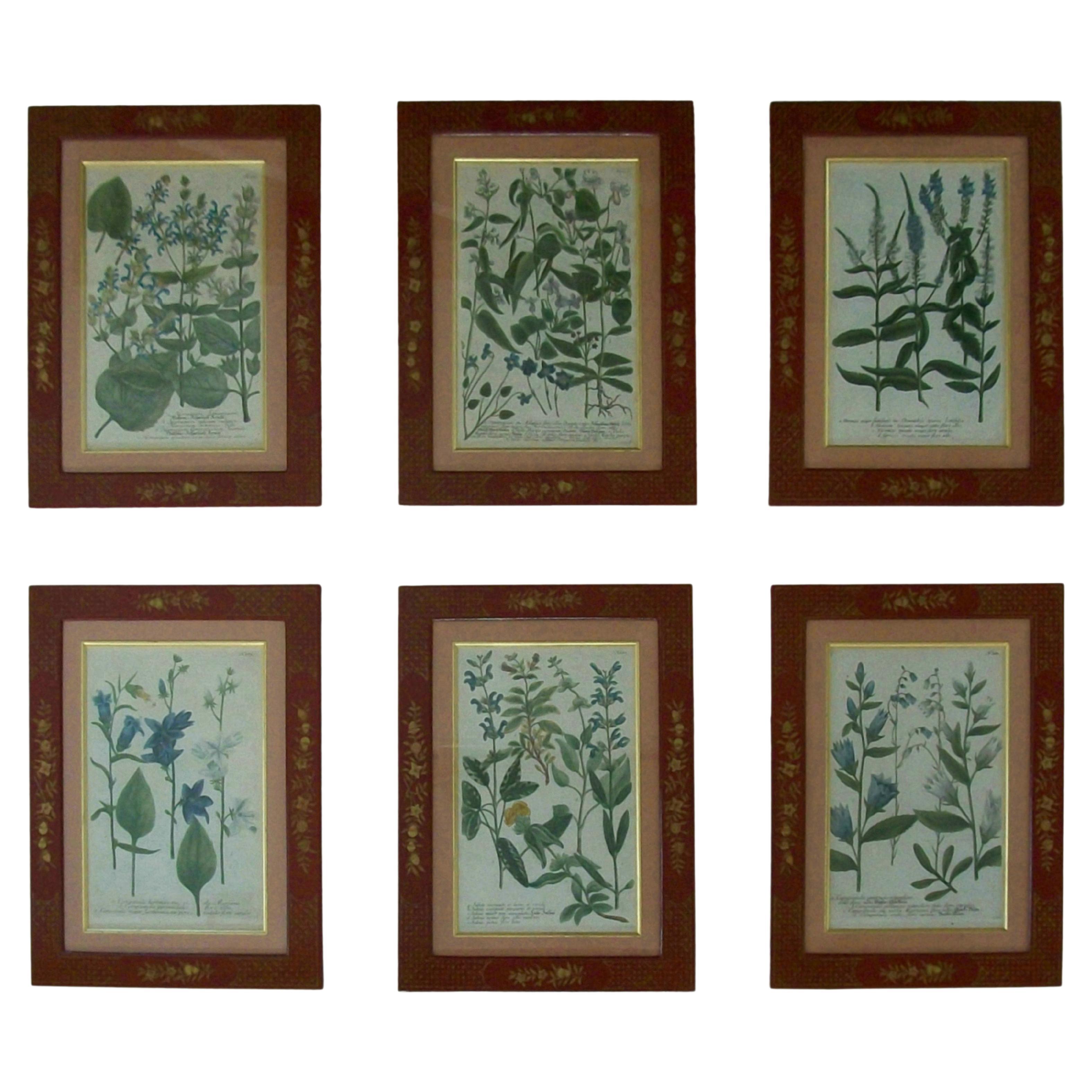 JOHANN WEINMANN - Sechs handkolorierte botanische Stiche - Deutschland - ca. 1737-1745 im Angebot