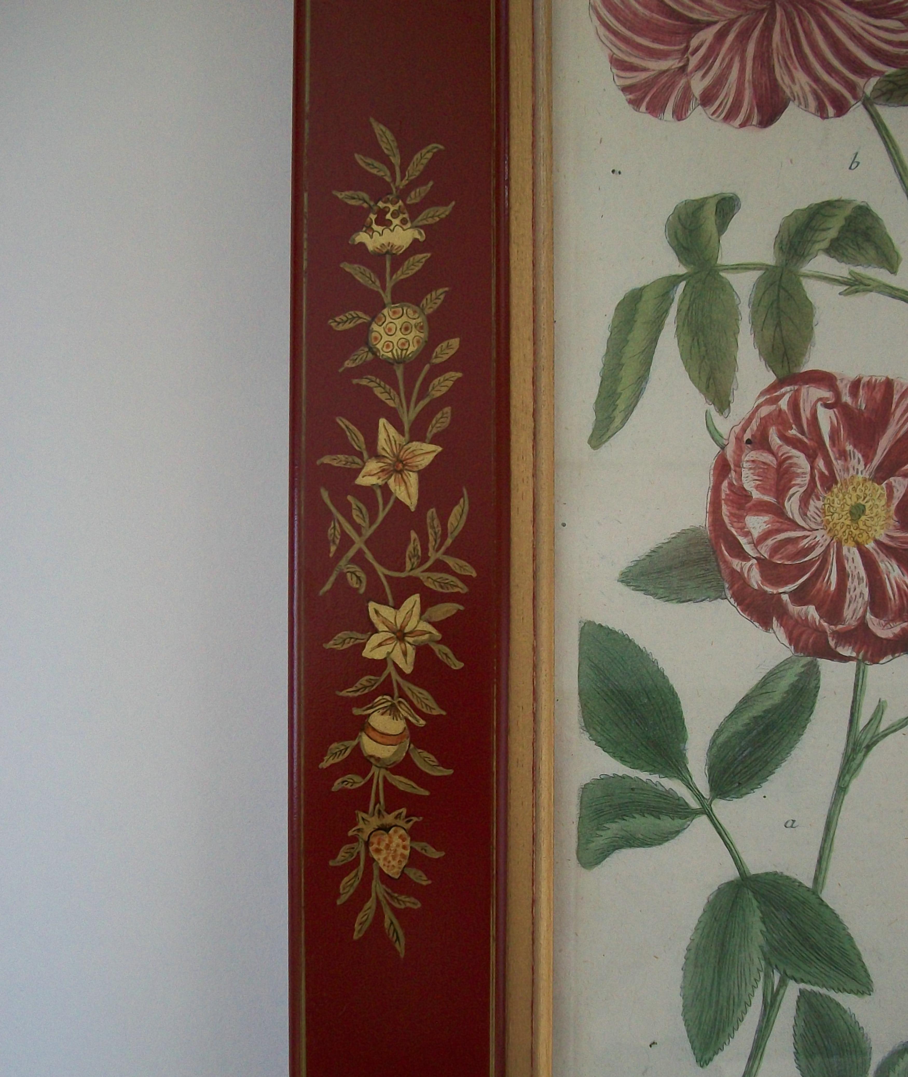 JOHANN WEINMANN - Zwei handkolorierte botanische Stiche - Deutschland - ca. 1737-1745 (18. Jahrhundert) im Angebot