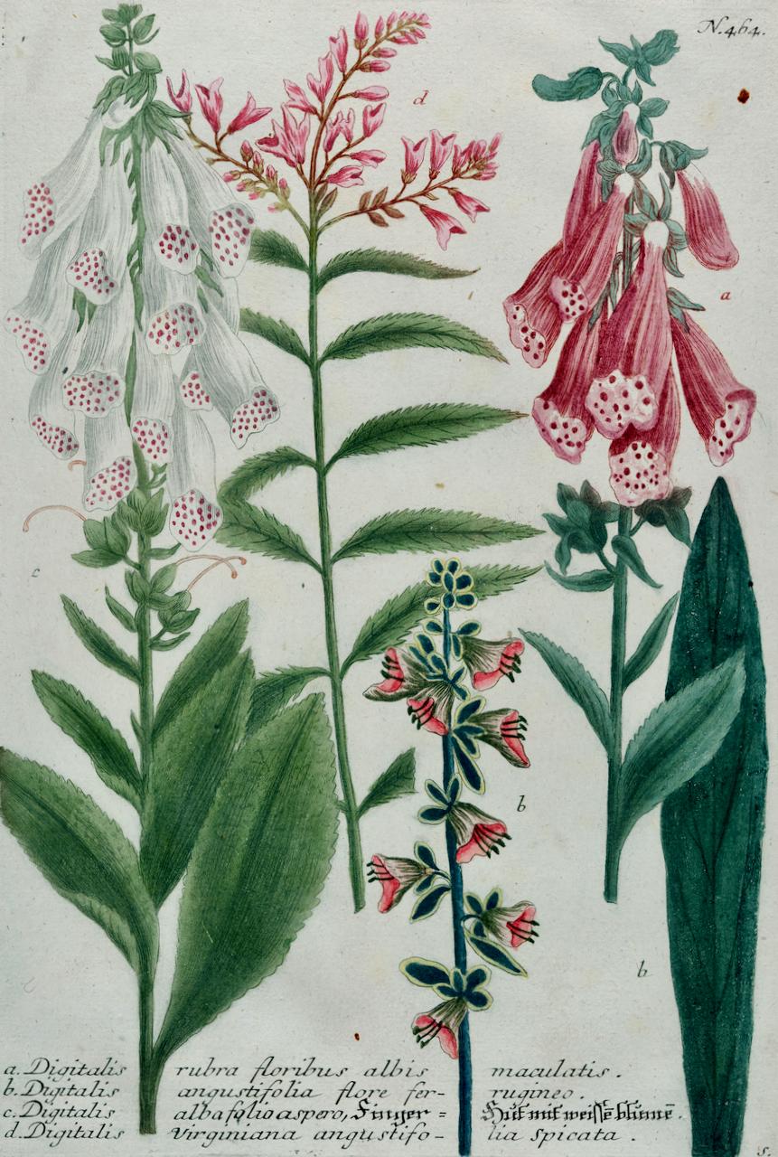 Flowering Digitalis Plant: 18th C. Hand-colored Botanical Engraving by Weinmann - Print by Johann Wilhelm Weinmann