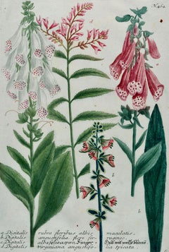 Blumenblüten Digitalis Pflanzgefäß: 18th C. Handkolorierte botanische Gravur von Weinmann