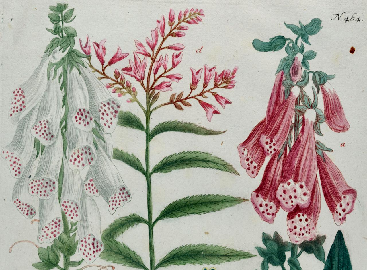 Flowering Digitalis Plant: 18th C. Hand-colored Botanical Engraving by Weinmann - Naturalistic Print by Johann Wilhelm Weinmann