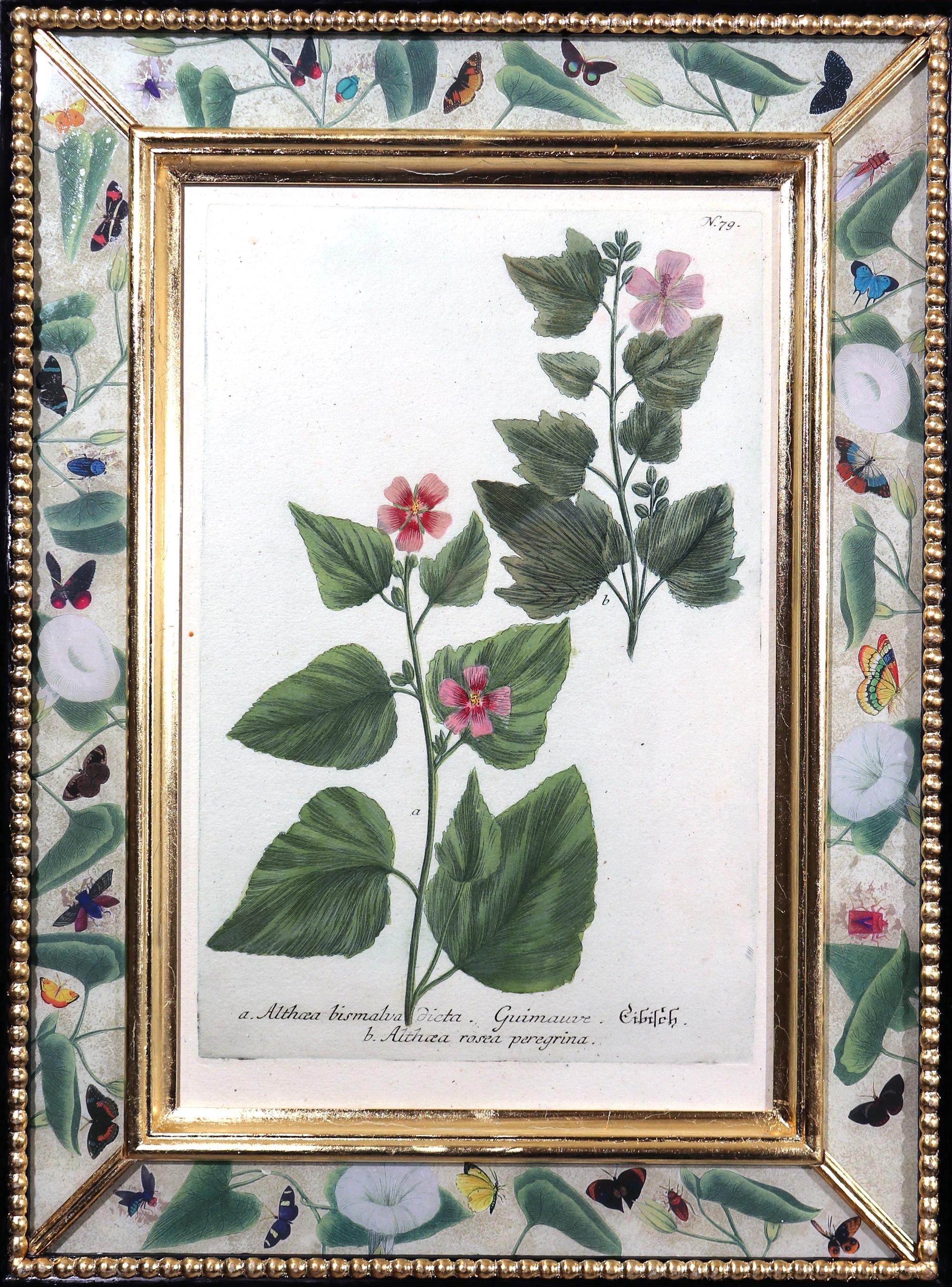 18th century botanical illustrations