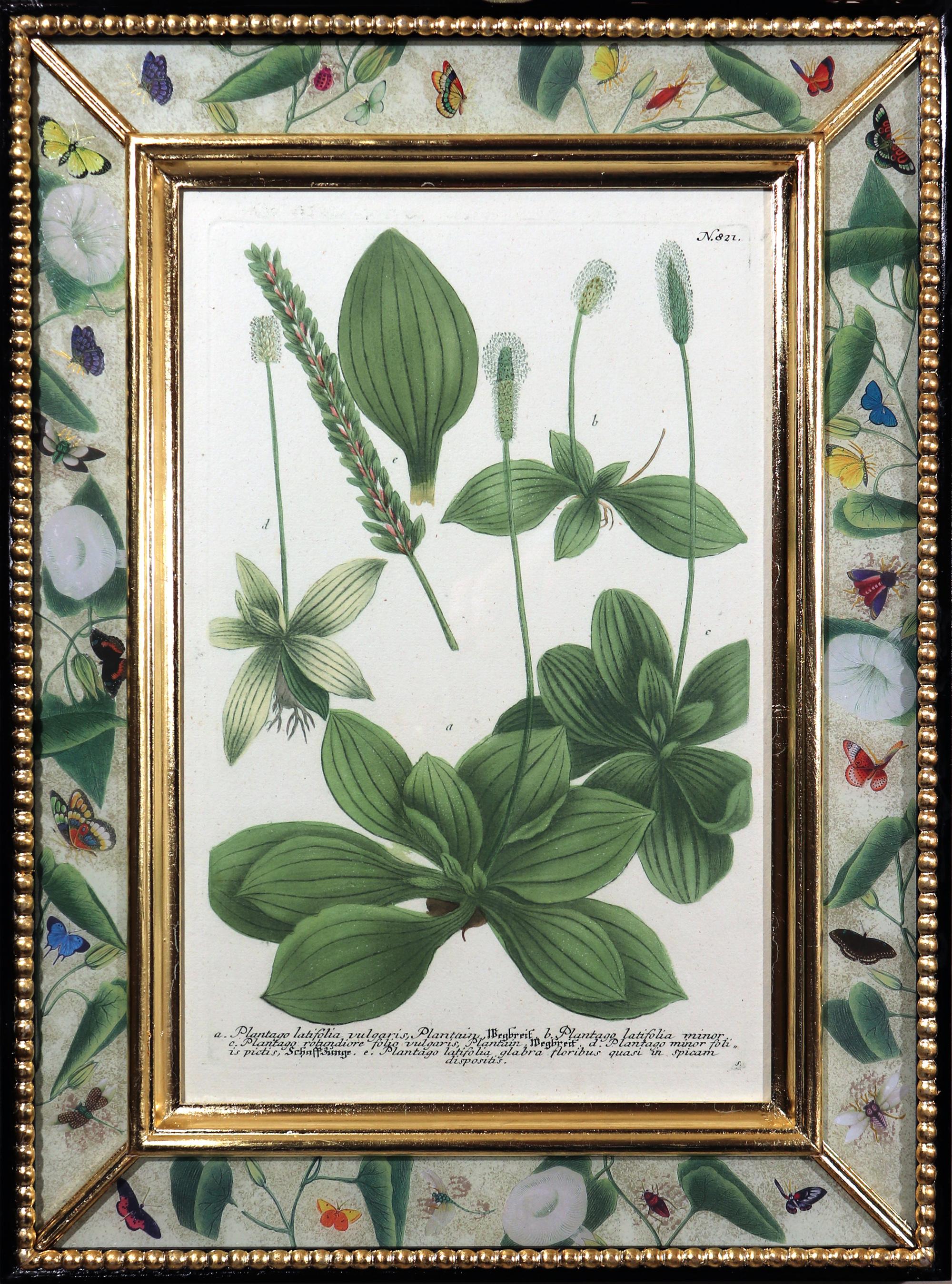 antique botanical prints uk