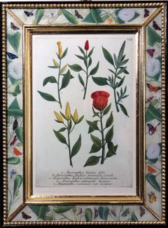 Johann Wilhelm Weinmann Botanical Engravings of Flowers, Set of Six, Circa 1740