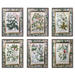 Johann Wilhelm Weinmann Botanical Engravings of Flowers, Set of Six, Circa 1740