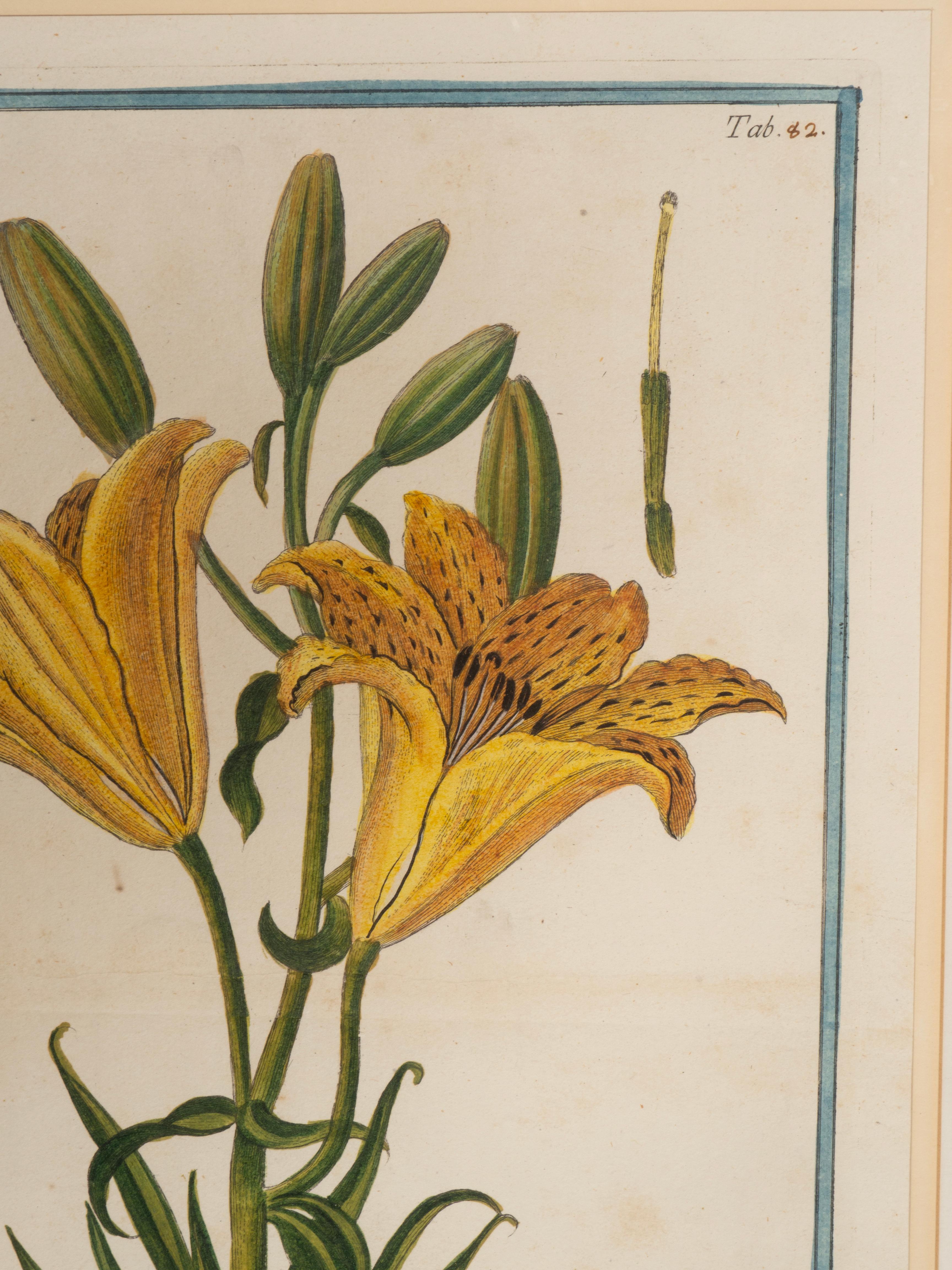 Johann Wilhelm Weinmann Gerahmtes Paar botanischer Drucke, gerahmt im Angebot 4