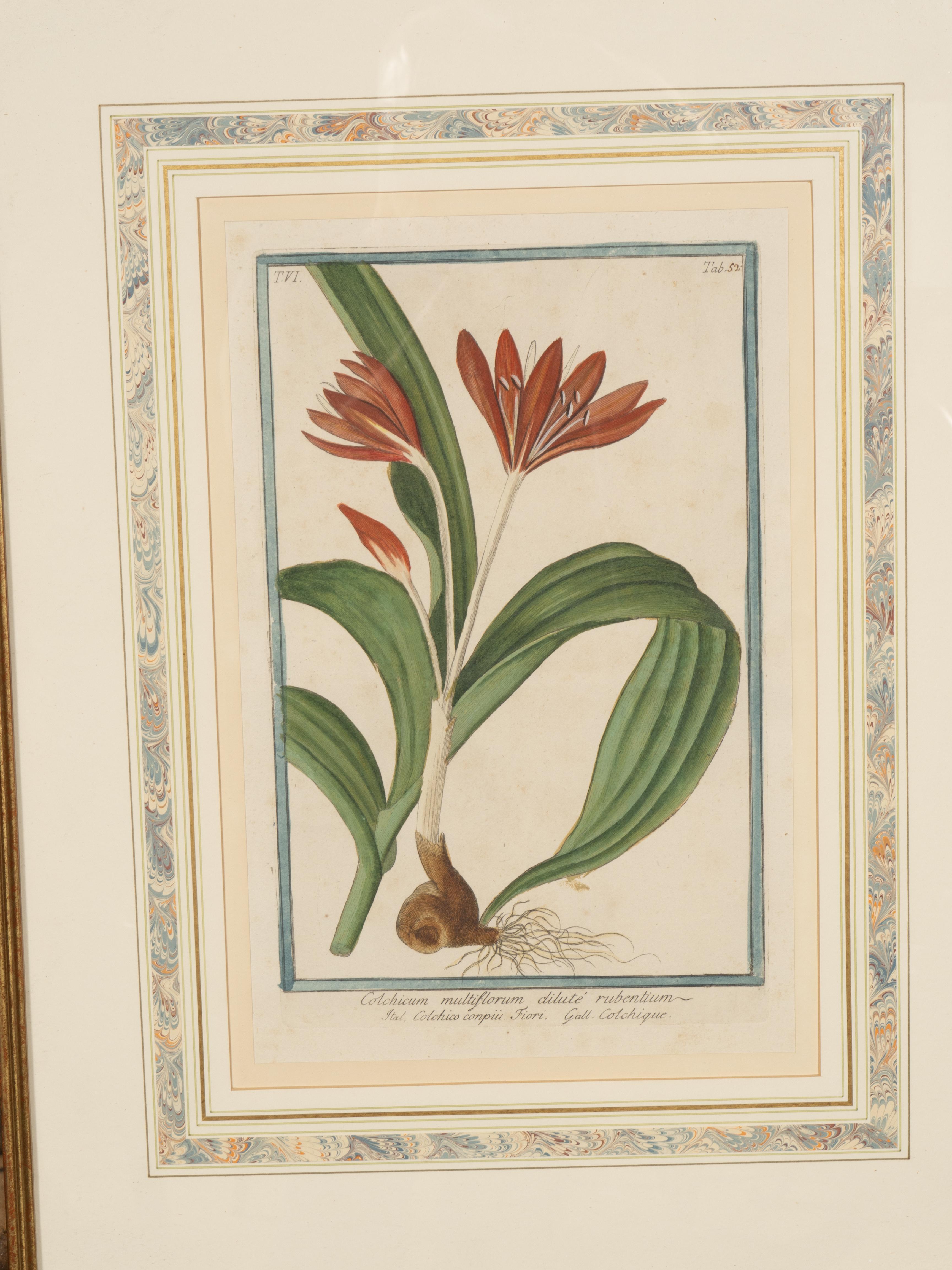 Johann Wilhelm Weinmann Gerahmtes Paar botanischer Drucke, gerahmt im Angebot 8