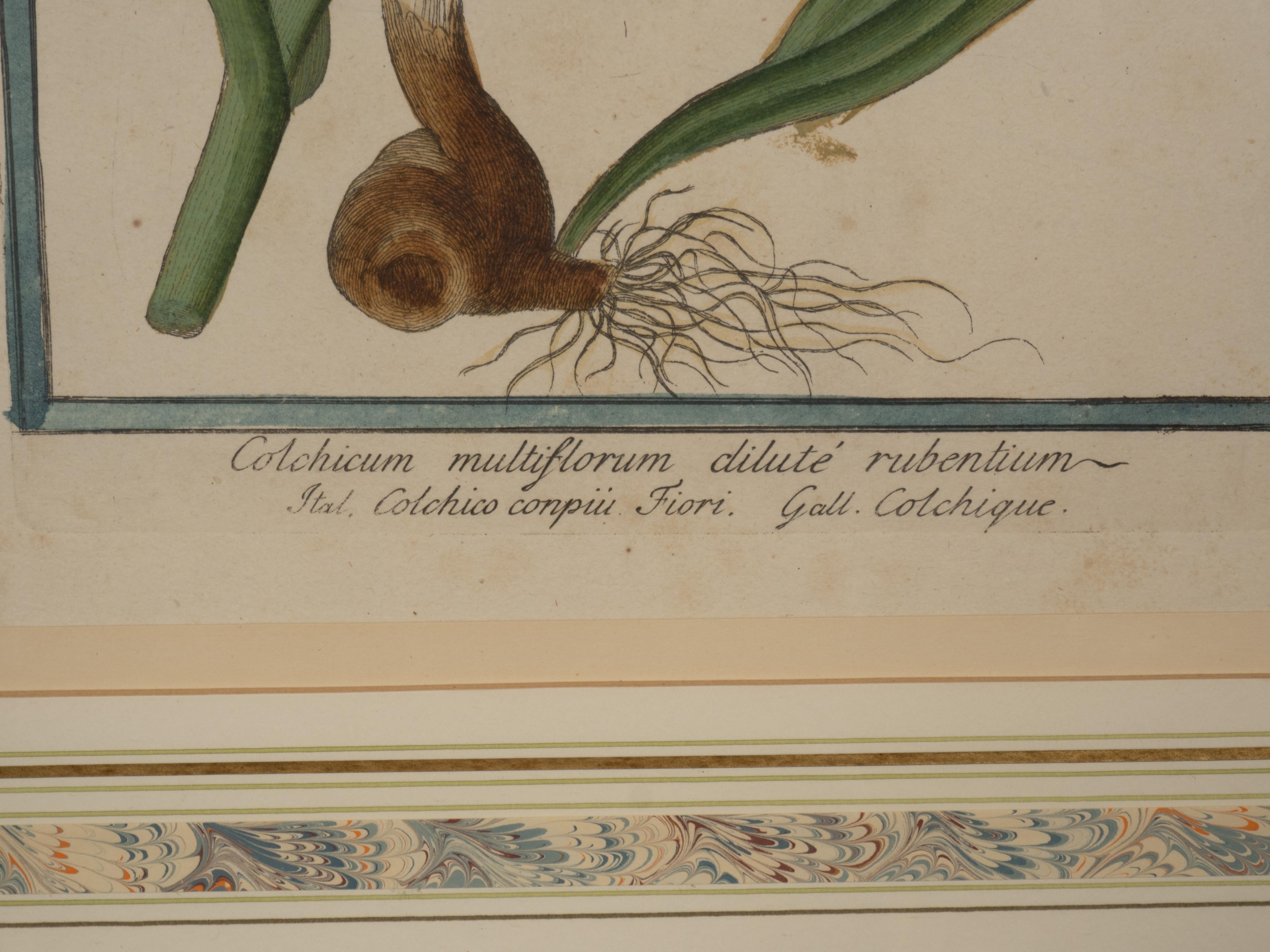 Johann Wilhelm Weinmann Gerahmtes Paar botanischer Drucke, gerahmt im Angebot 9