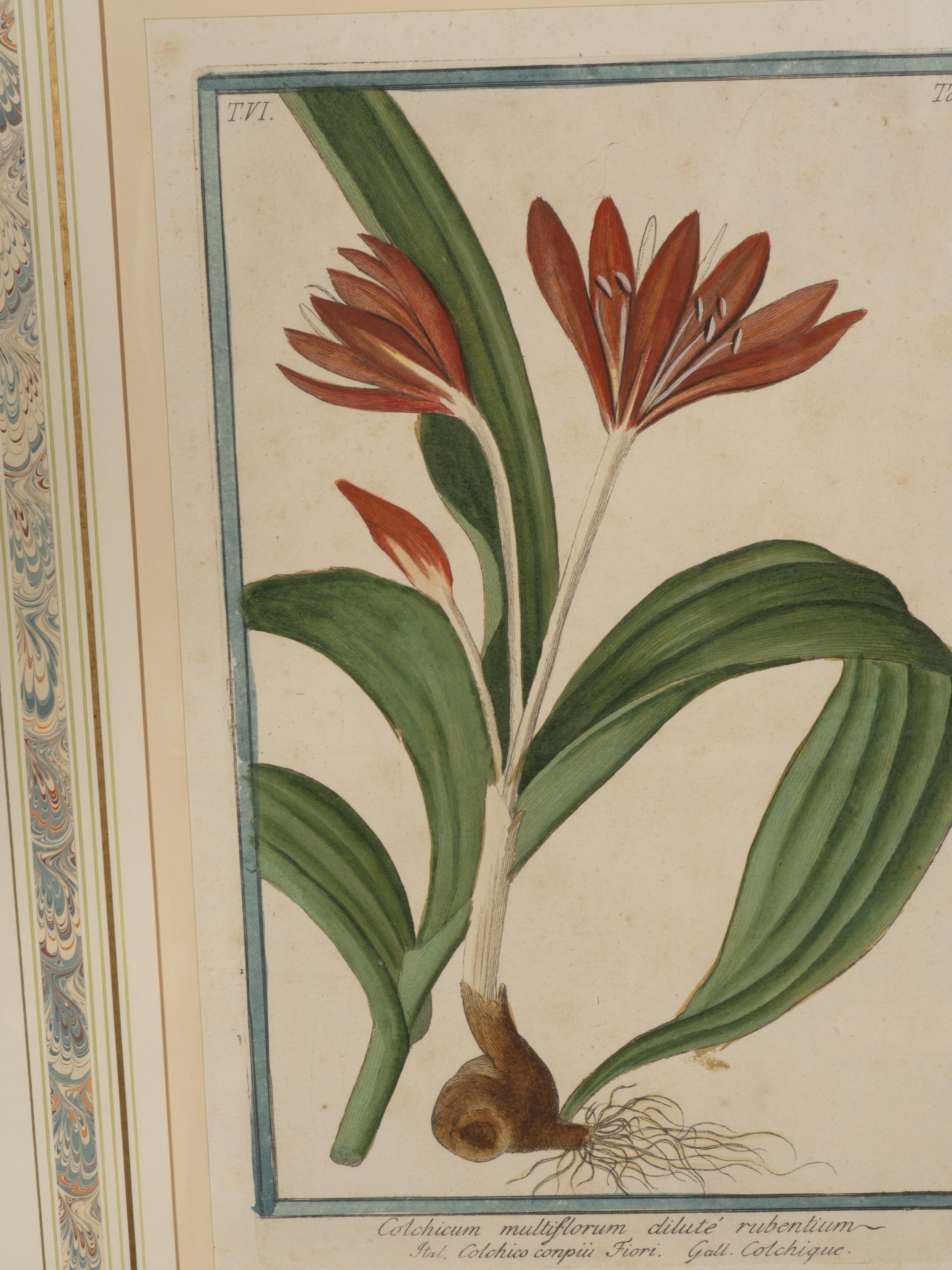 Johann Wilhelm Weinmann Gerahmtes Paar botanischer Drucke, gerahmt im Angebot 11