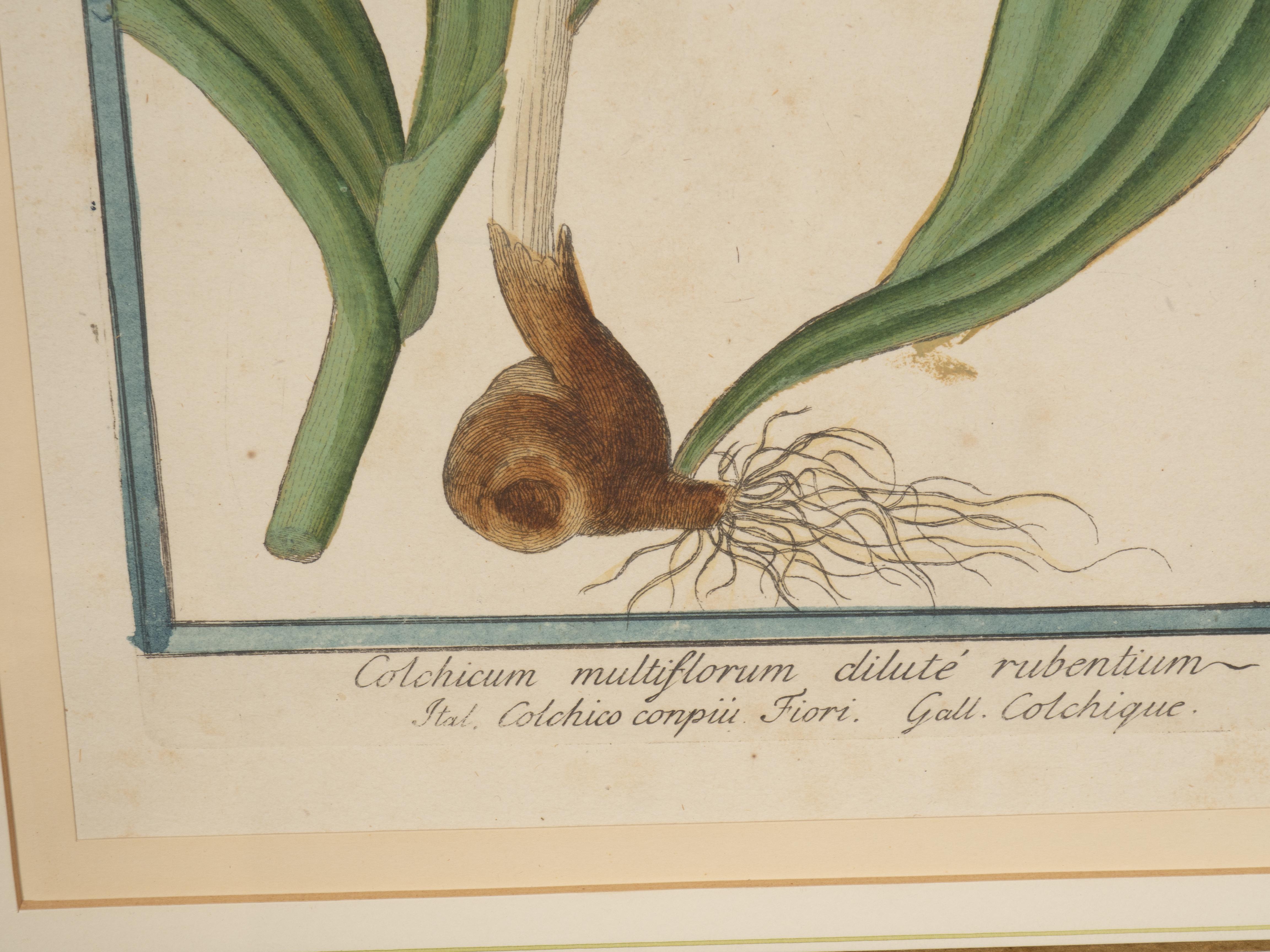 Johann Wilhelm Weinmann Gerahmtes Paar botanischer Drucke, gerahmt im Angebot 13