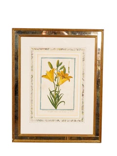 Coppia di stampe botaniche incorniciate di Johann Wilhelm Weinmann