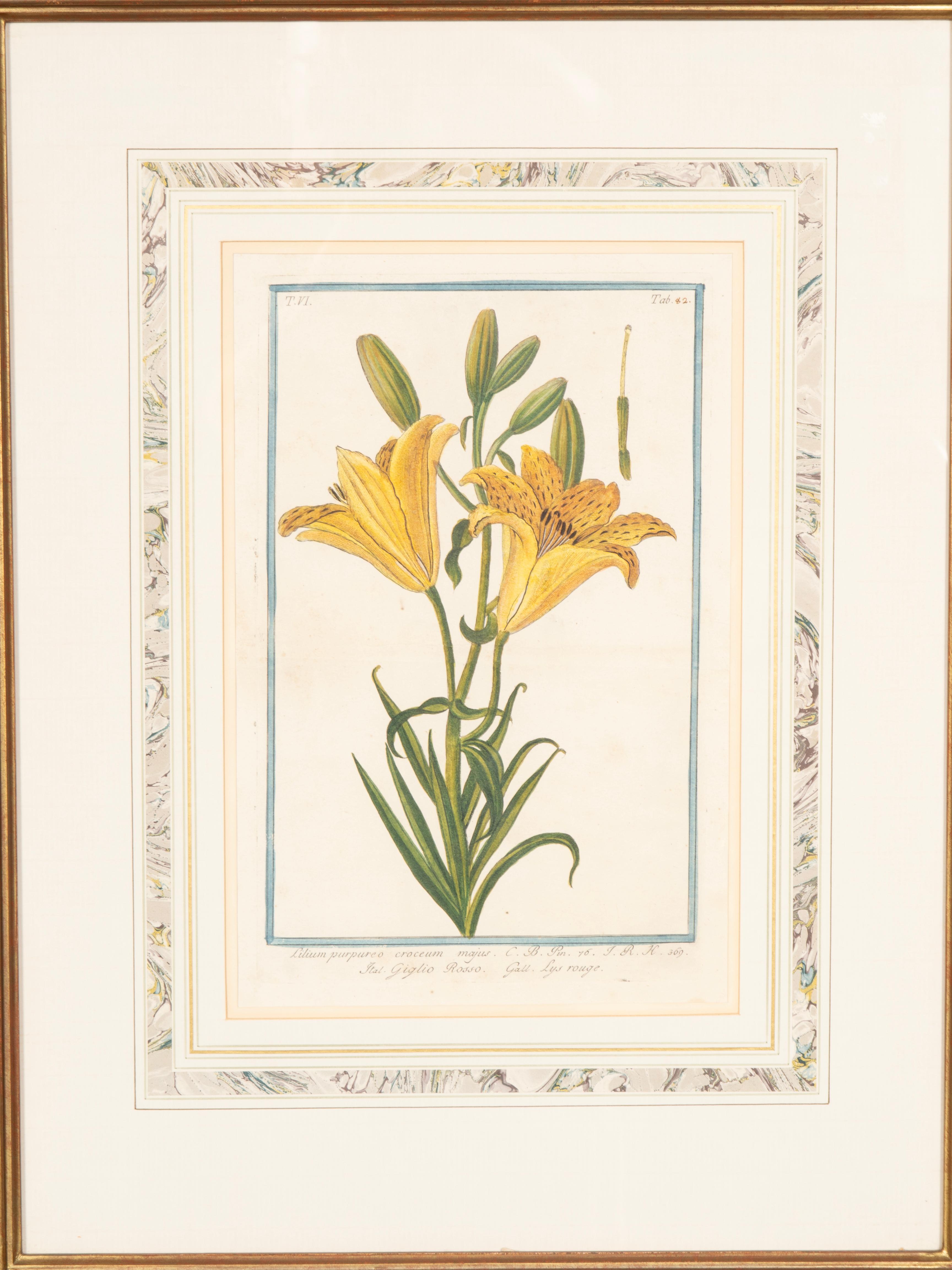 Johann Wilhelm Weinmann Gerahmtes Paar botanischer Drucke, gerahmt (Deutsch) im Angebot