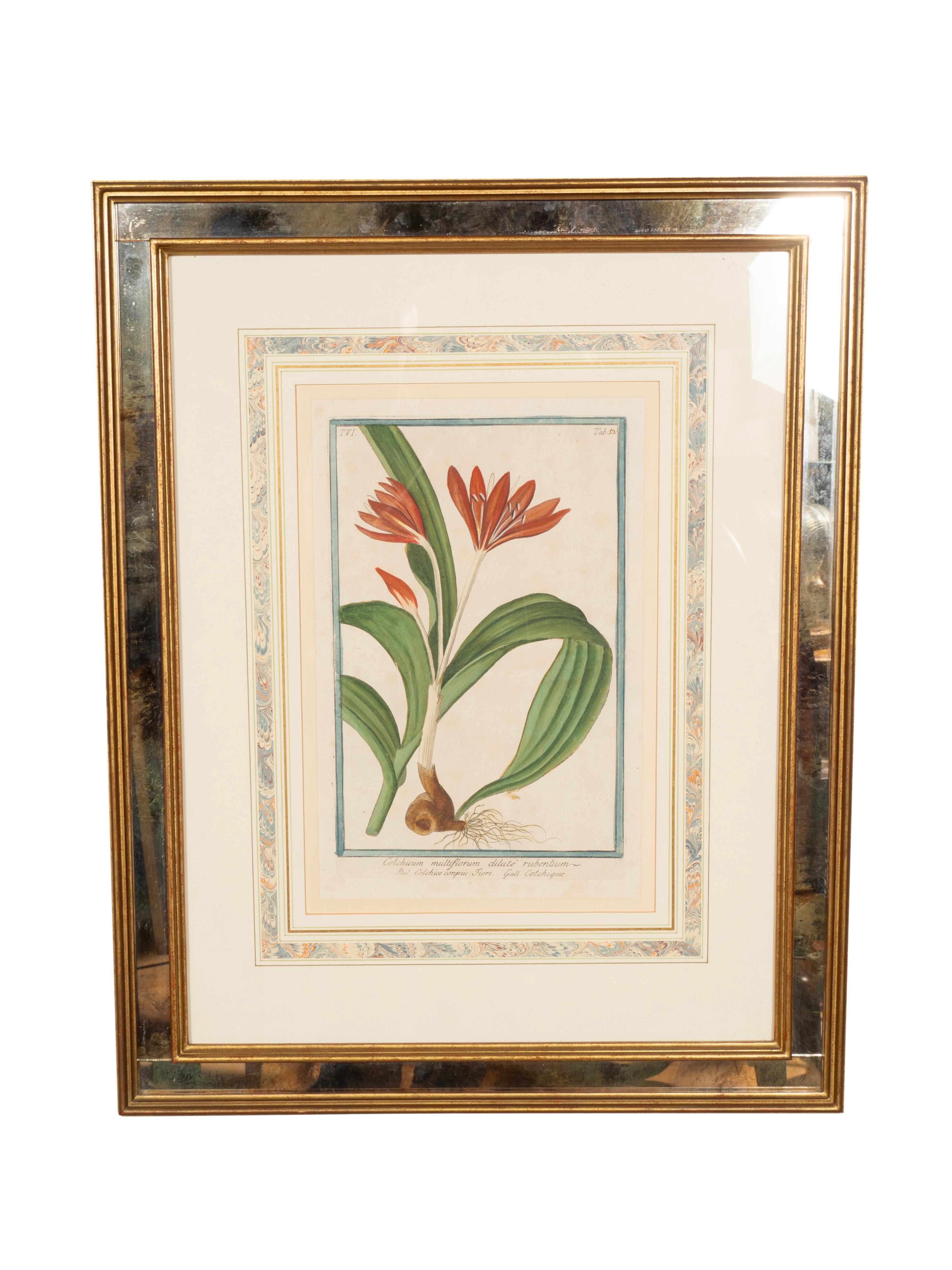 Johann Wilhelm Weinmann Gerahmtes Paar botanischer Drucke, gerahmt im Zustand „Gut“ im Angebot in Essex, MA