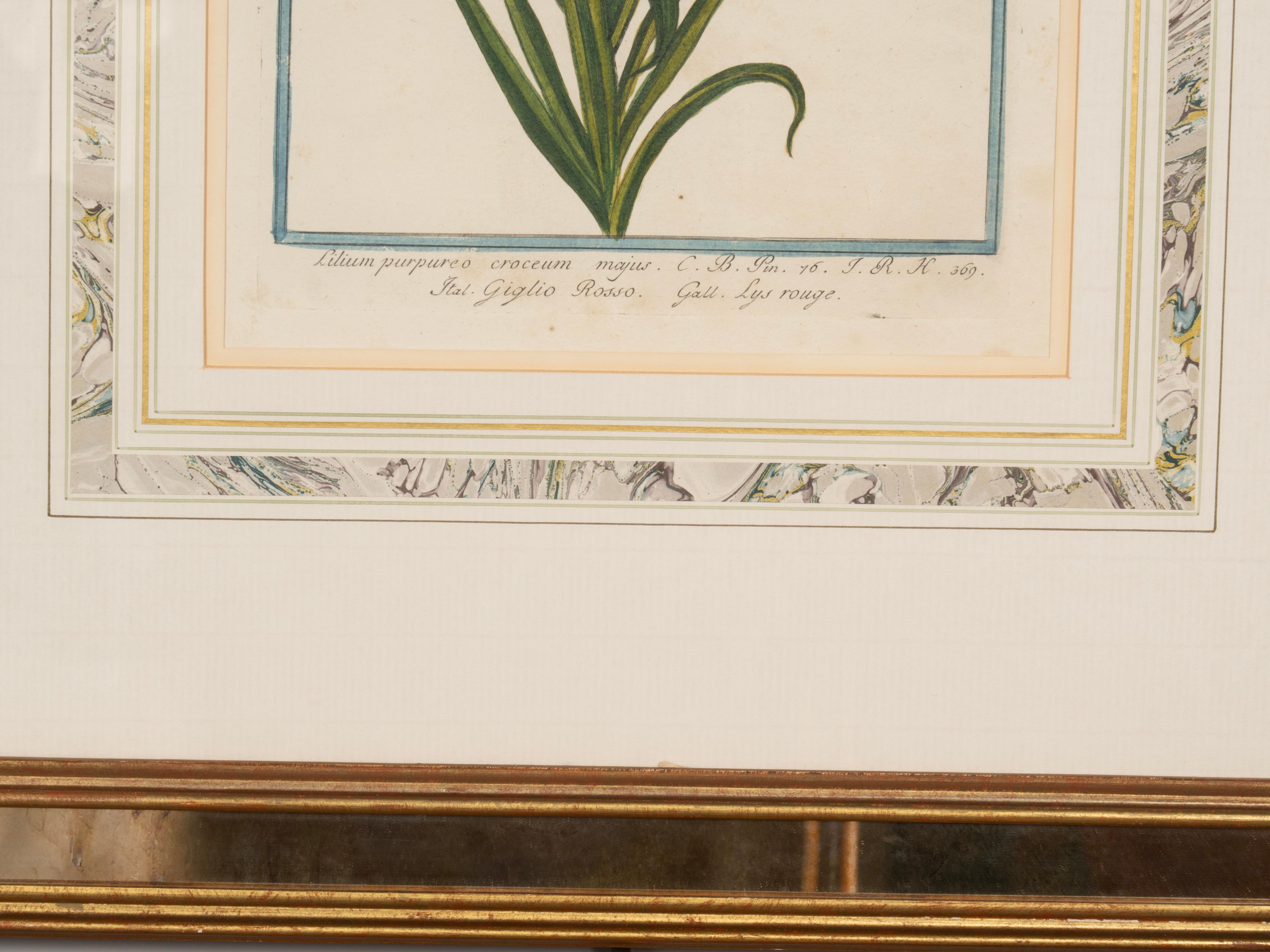 Johann Wilhelm Weinmann Gerahmtes Paar botanischer Drucke, gerahmt (Spiegel) im Angebot