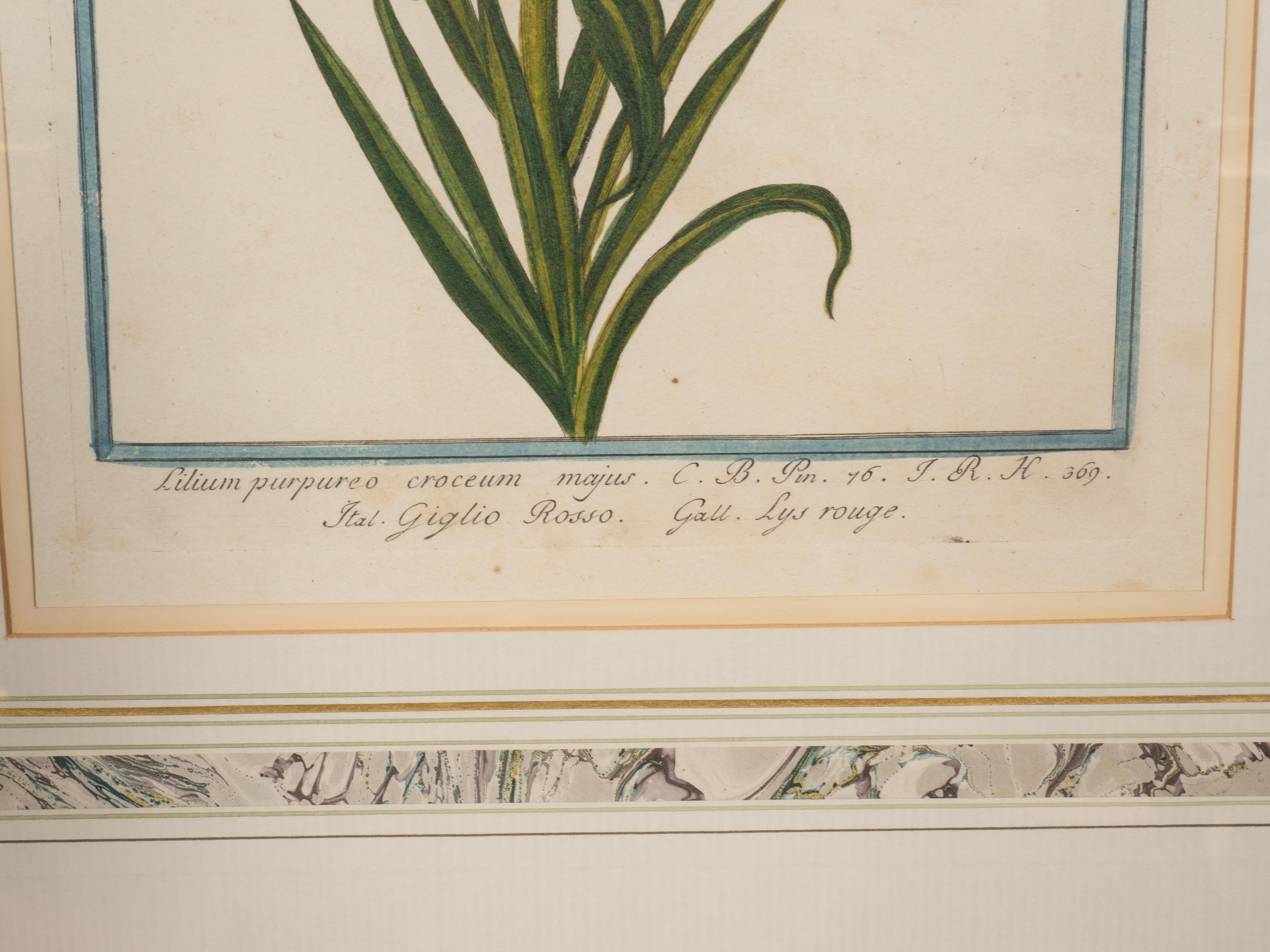 Johann Wilhelm Weinmann Gerahmtes Paar botanischer Drucke, gerahmt im Angebot 1