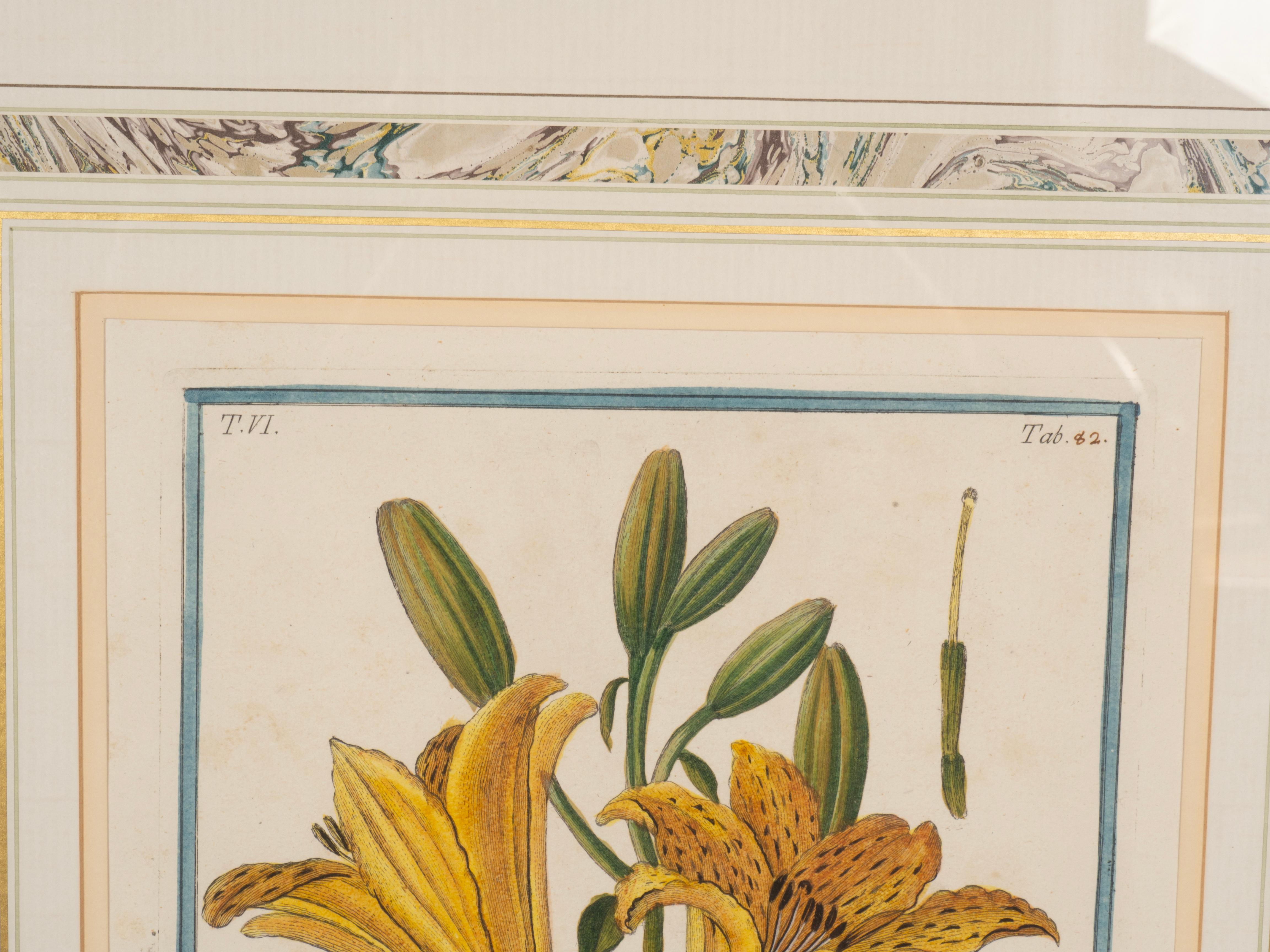 Johann Wilhelm Weinmann Gerahmtes Paar botanischer Drucke, gerahmt im Angebot 2
