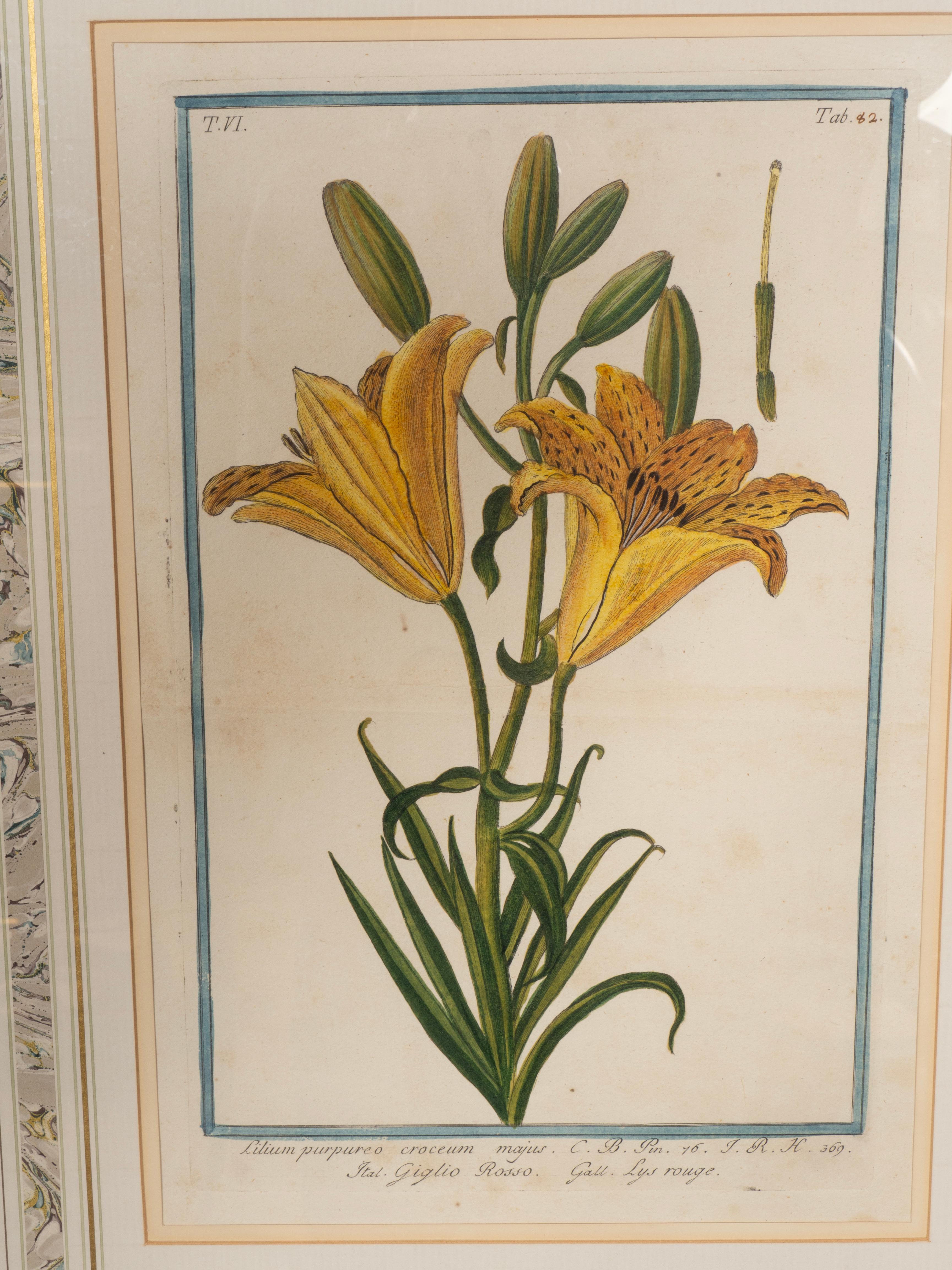 Johann Wilhelm Weinmann Gerahmtes Paar botanischer Drucke, gerahmt im Angebot 3