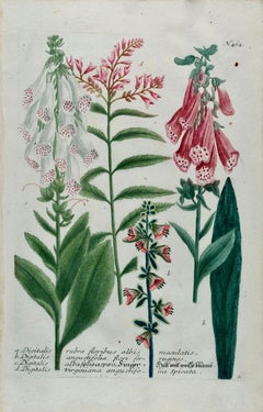 Flowering Digitalis Plant: 18th C. Hand-colored Botanical Engraving by Weinmann