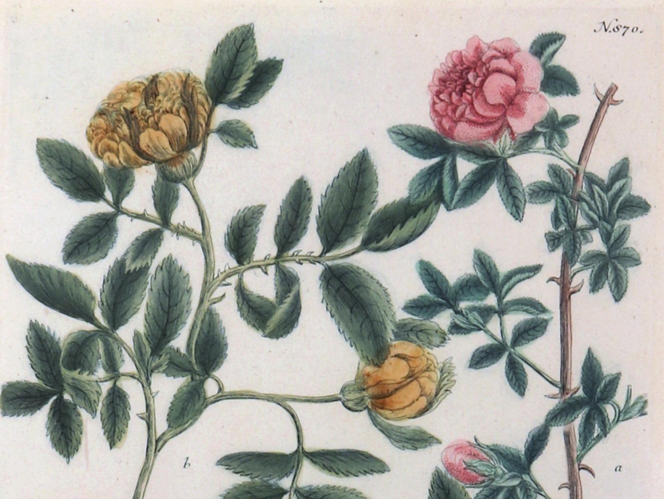 Johann Wilhelm Weinmann print of roses with decoupage frame,
 Engraved by Johann Jacob Haid,
From Phytanthoza Iconographia,
Circa 1737-1745

The Weinmann engraving of roses is framed within a decoupage frame. The plate, #870, is by Johann Jacob