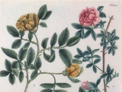 Johann Wilhelm Weinmann Print of Roses with Decoupage Frame